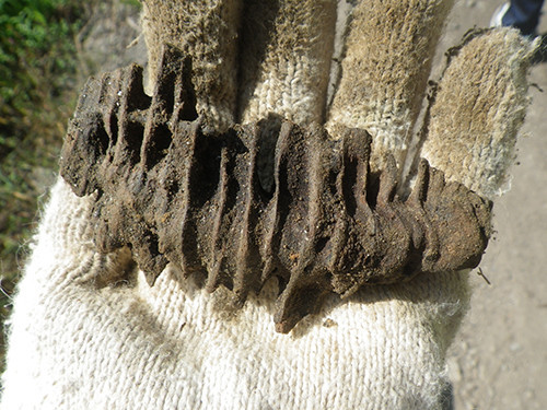 f:id:Naturalhistory:20211005105250j:plain