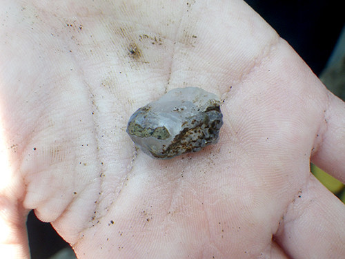 f:id:Naturalhistory:20211005112039j:plain