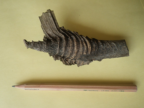 f:id:Naturalhistory:20211008134007j:plain