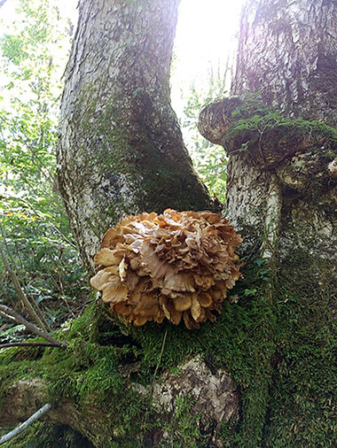 f:id:Naturalhistory:20211009163923j:plain