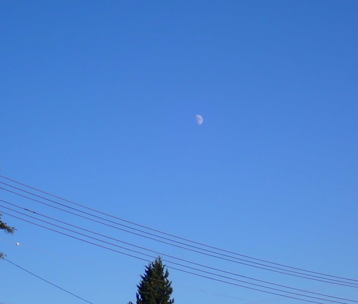 f:id:Naturalhistory:20211014162322j:plain