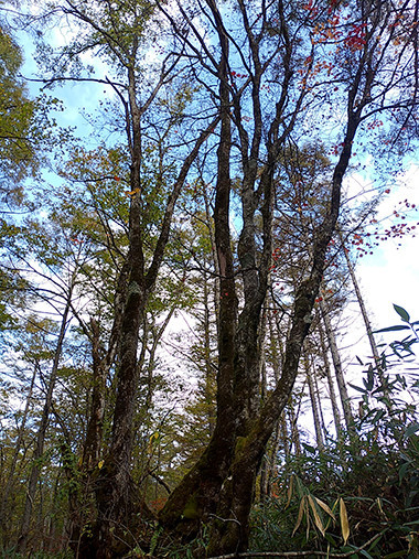 f:id:Naturalhistory:20211018151159j:plain