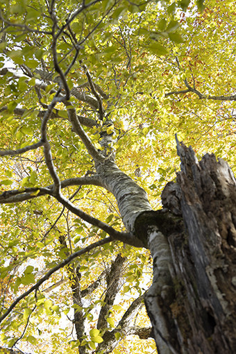 f:id:Naturalhistory:20211030113555j:plain