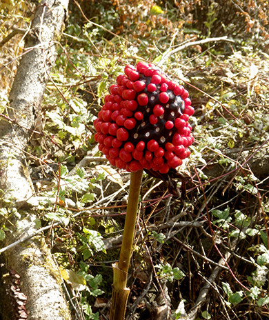 f:id:Naturalhistory:20211105090812j:plain