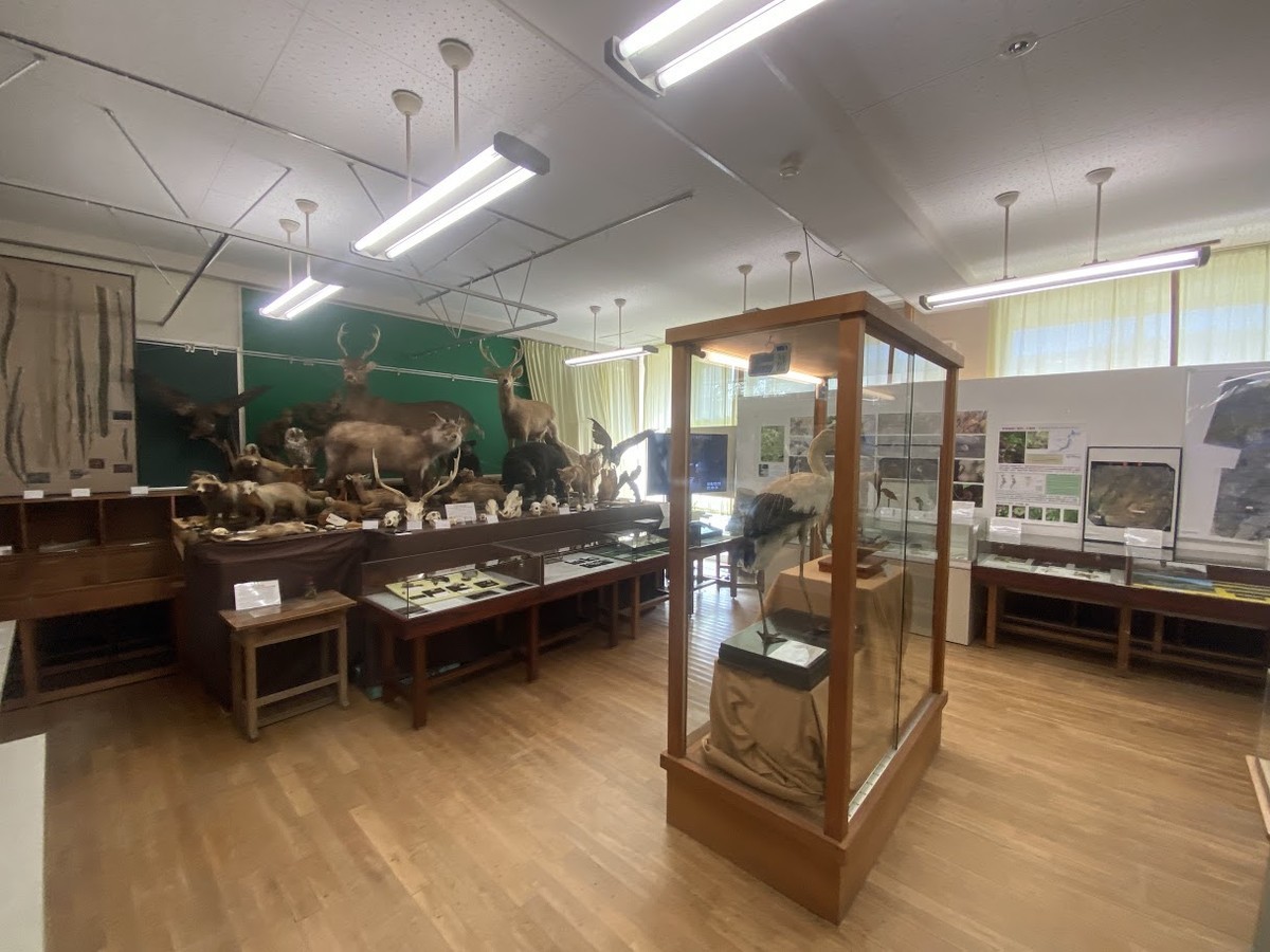 f:id:Naturalhistory:20211113153814j:plain