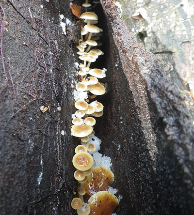f:id:Naturalhistory:20211115095148j:plain