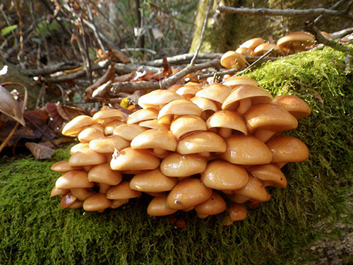 f:id:Naturalhistory:20211115113143j:plain