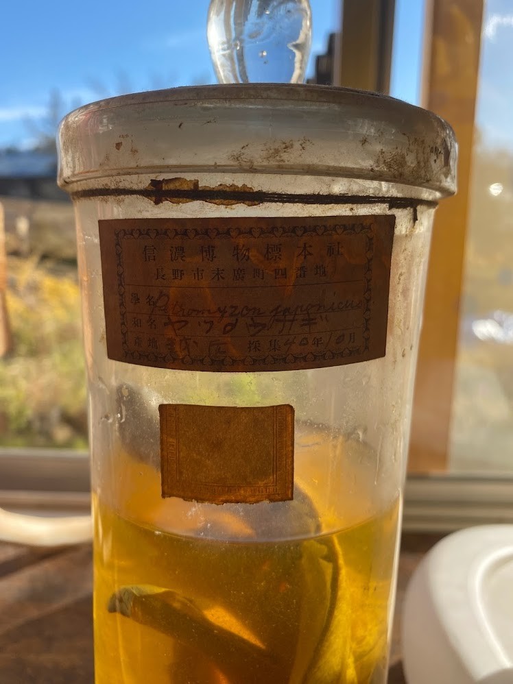 f:id:Naturalhistory:20211119162752j:plain