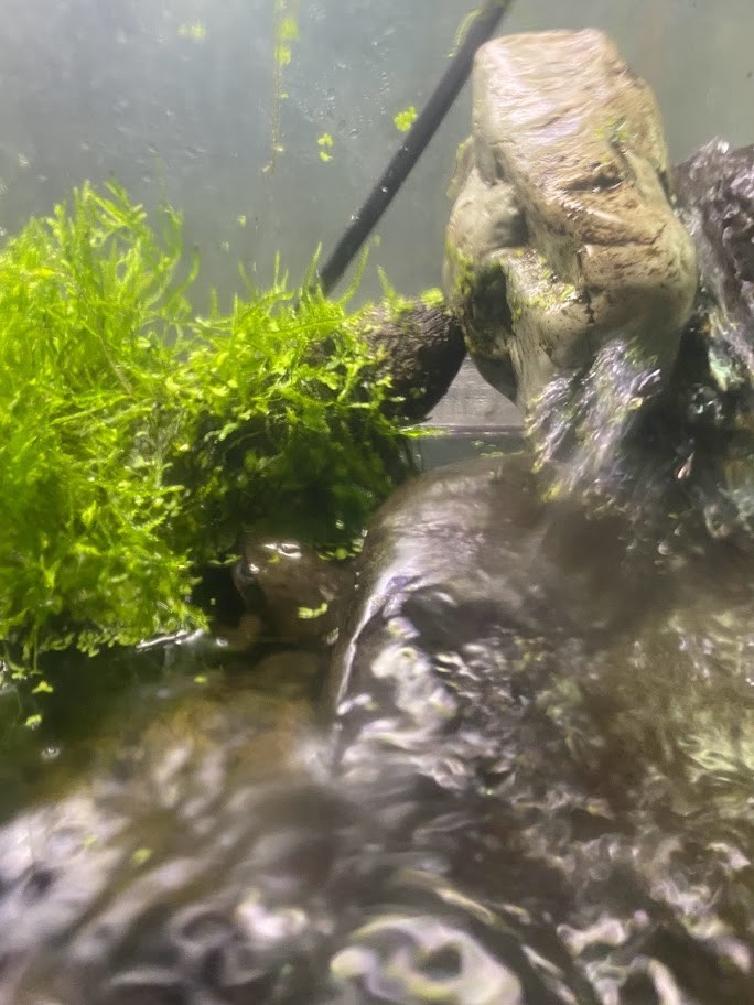 f:id:Naturalhistory:20211212155552j:plain