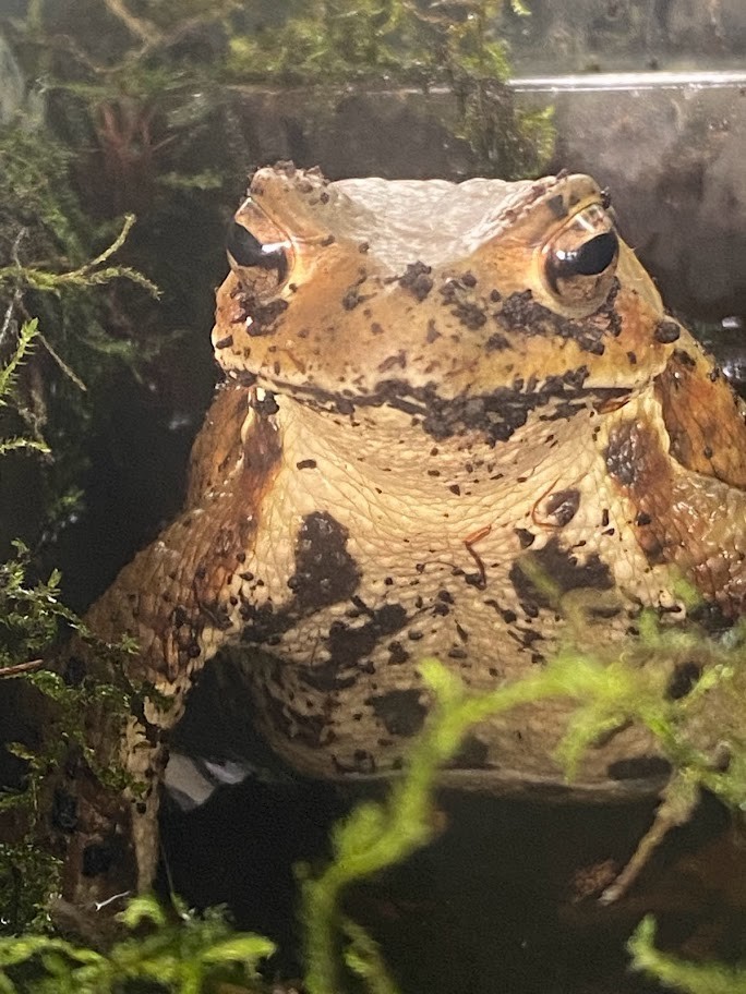 f:id:Naturalhistory:20211212155620j:plain