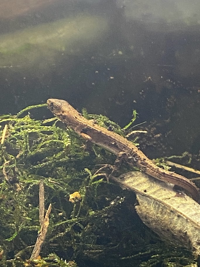 f:id:Naturalhistory:20211212155645j:plain