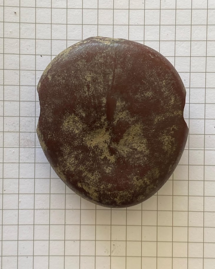 f:id:Naturalhistory:20211214164453j:plain