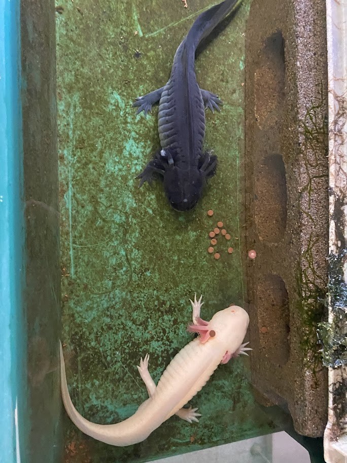 f:id:Naturalhistory:20211214164722j:plain
