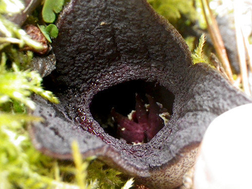 f:id:Naturalhistory:20211217125844j:plain
