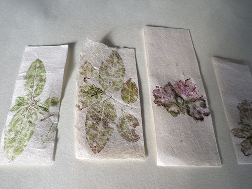 f:id:Naturalhistory:20211217140550j:plain