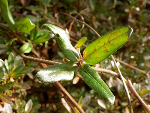 f:id:Naturalhistory:20211217140936j:plain