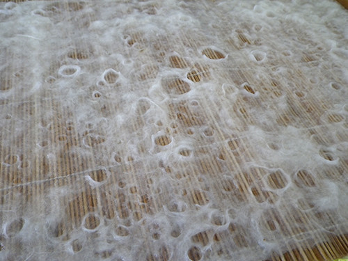 f:id:Naturalhistory:20211222112346j:plain