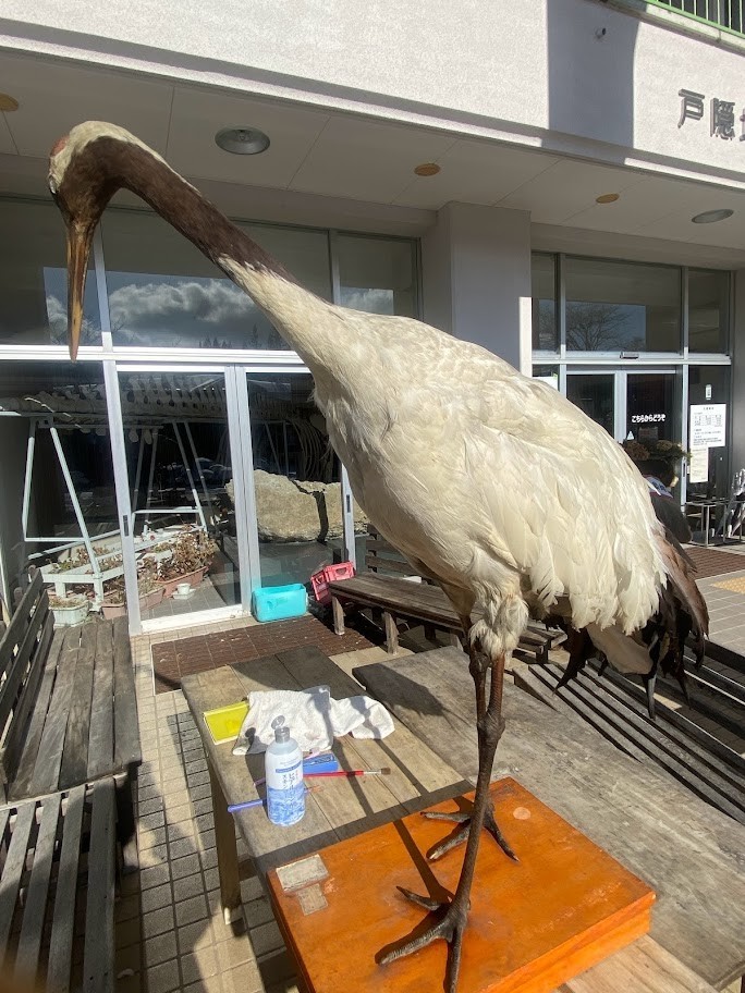f:id:Naturalhistory:20211225155043j:plain