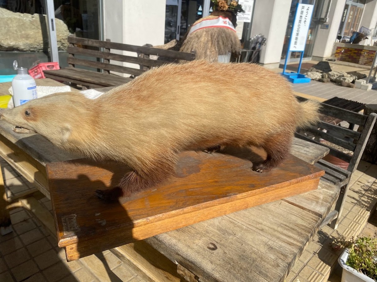 f:id:Naturalhistory:20211225155102j:plain