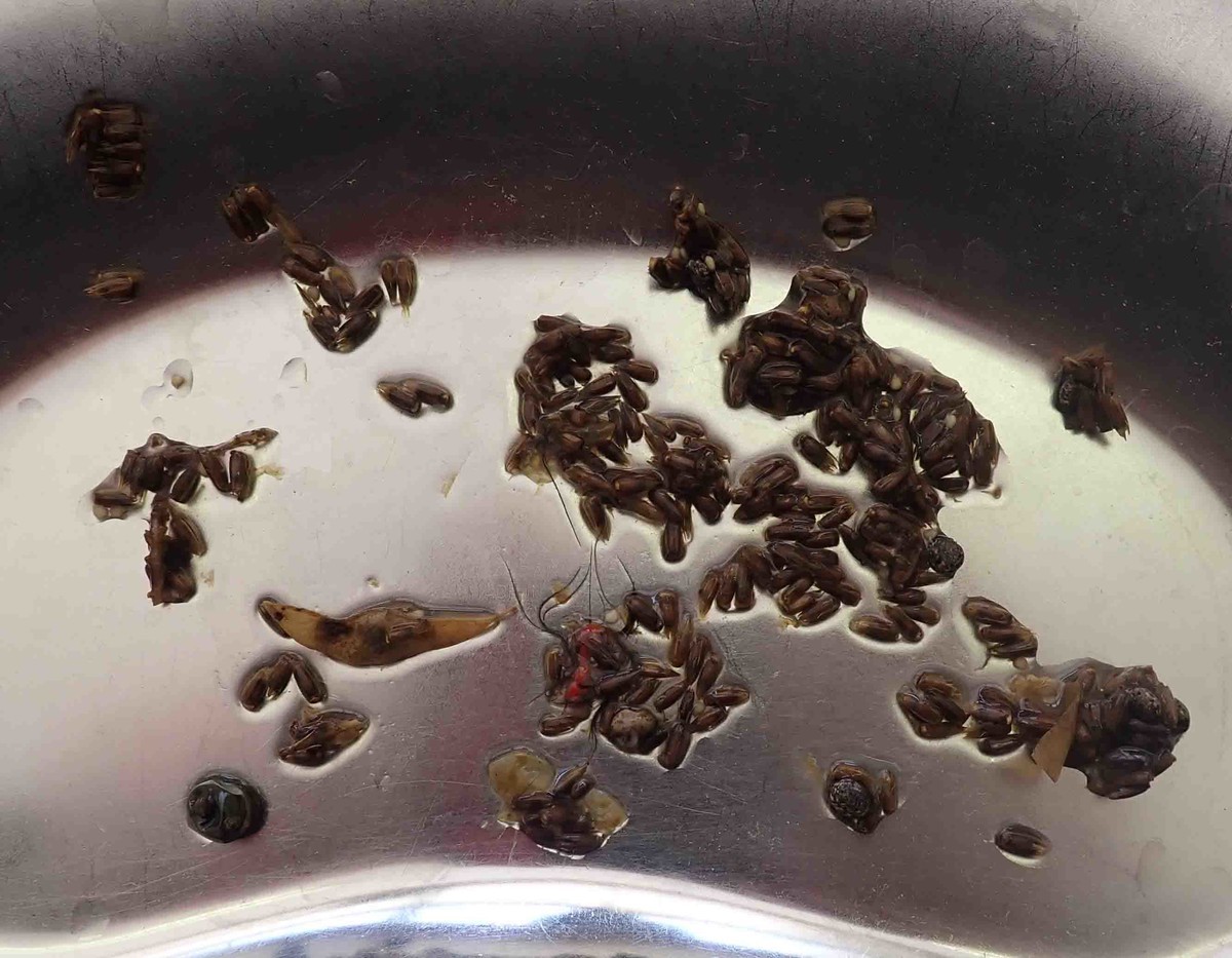 f:id:Naturalhistory:20220108114448j:plain