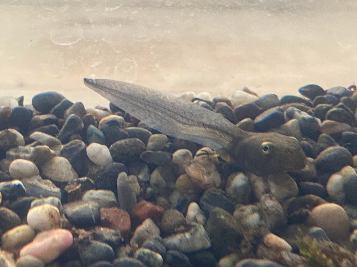 f:id:Naturalhistory:20220109155435j:plain