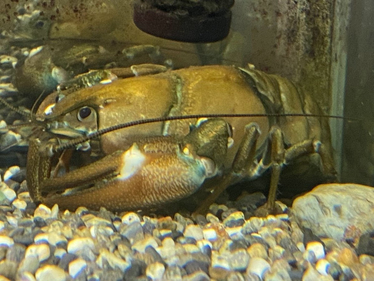 f:id:Naturalhistory:20220109160149j:plain