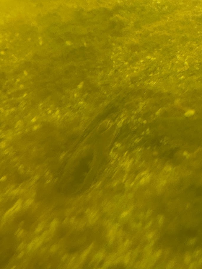 f:id:Naturalhistory:20220109160705j:plain
