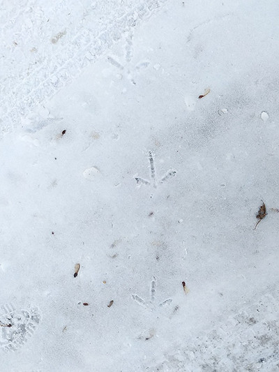 f:id:Naturalhistory:20220112160540j:plain