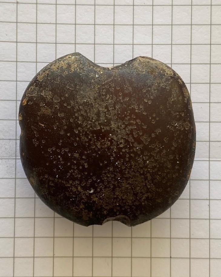 f:id:Naturalhistory:20220113151437j:plain