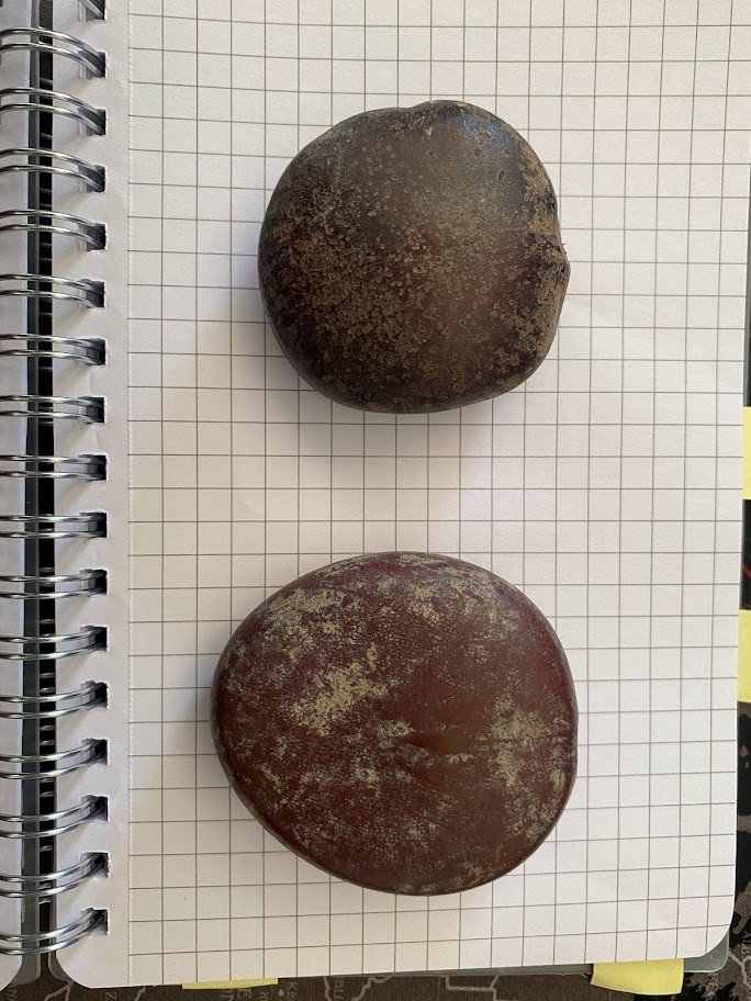 f:id:Naturalhistory:20220113153107j:plain