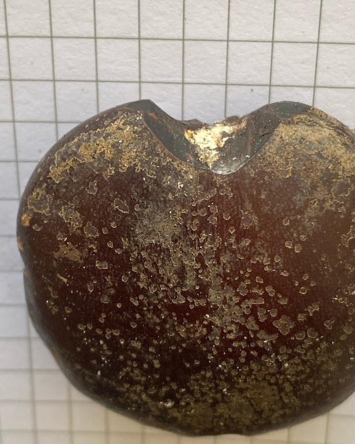 f:id:Naturalhistory:20220113153241j:plain