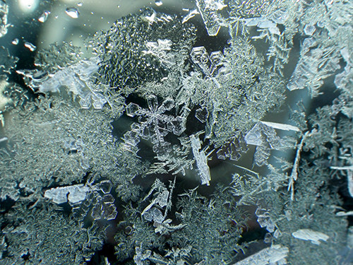 f:id:Naturalhistory:20220122082752j:plain