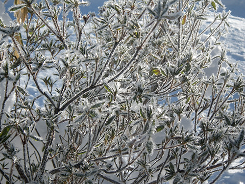 f:id:Naturalhistory:20220122084411j:plain