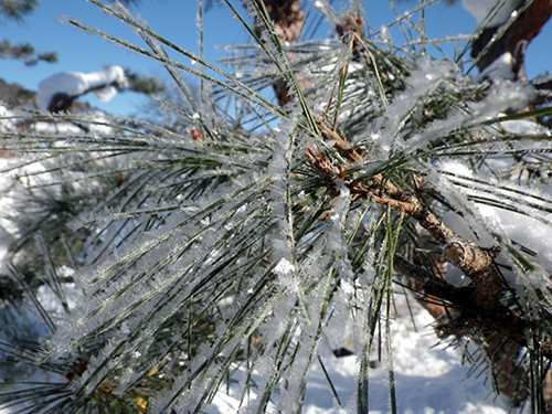 f:id:Naturalhistory:20220122084736j:plain