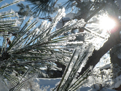 f:id:Naturalhistory:20220122085455j:plain