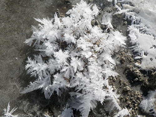 f:id:Naturalhistory:20220122085655j:plain