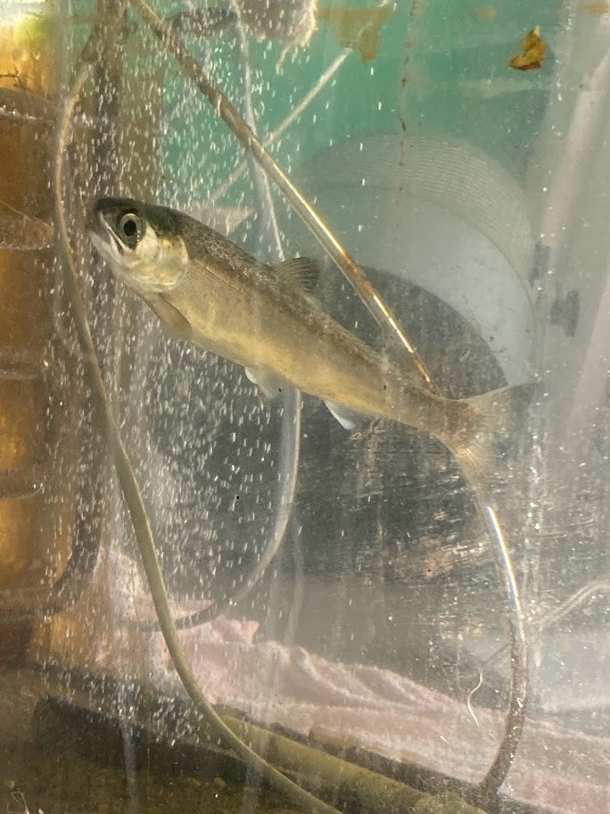 f:id:Naturalhistory:20220206163152j:plain