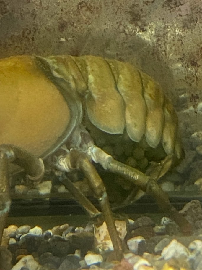 f:id:Naturalhistory:20220213155054j:plain