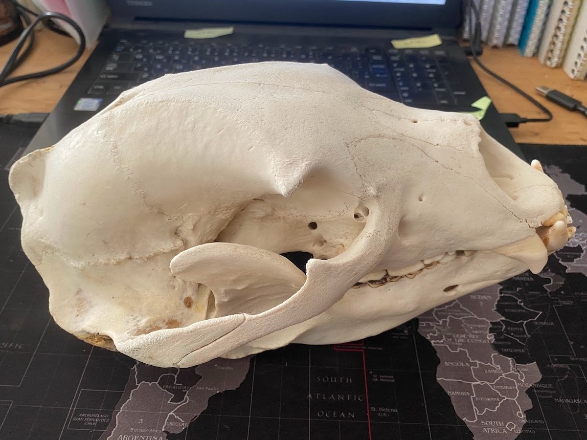 f:id:Naturalhistory:20220213155844j:plain