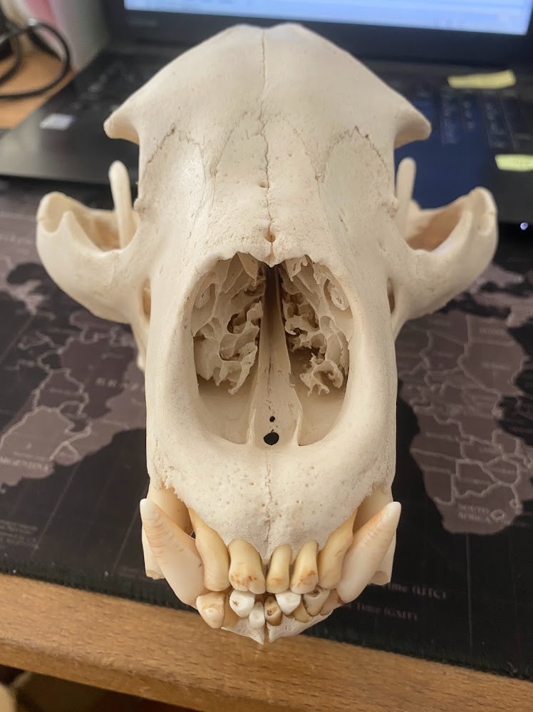 f:id:Naturalhistory:20220213155927j:plain