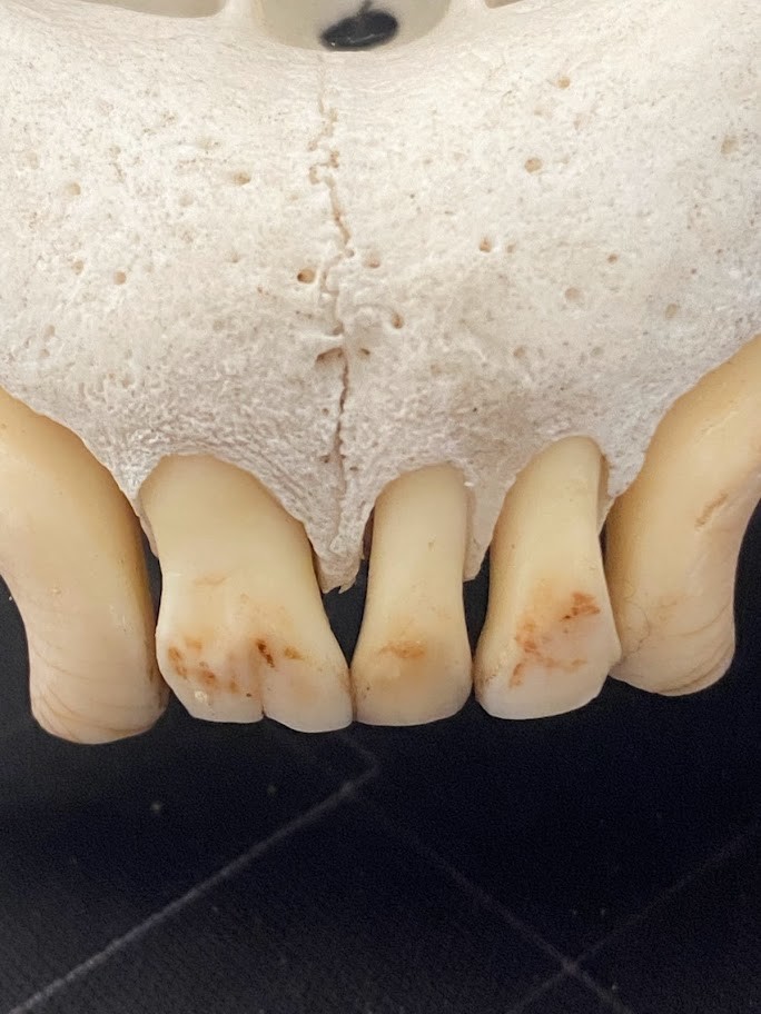 f:id:Naturalhistory:20220213160149j:plain