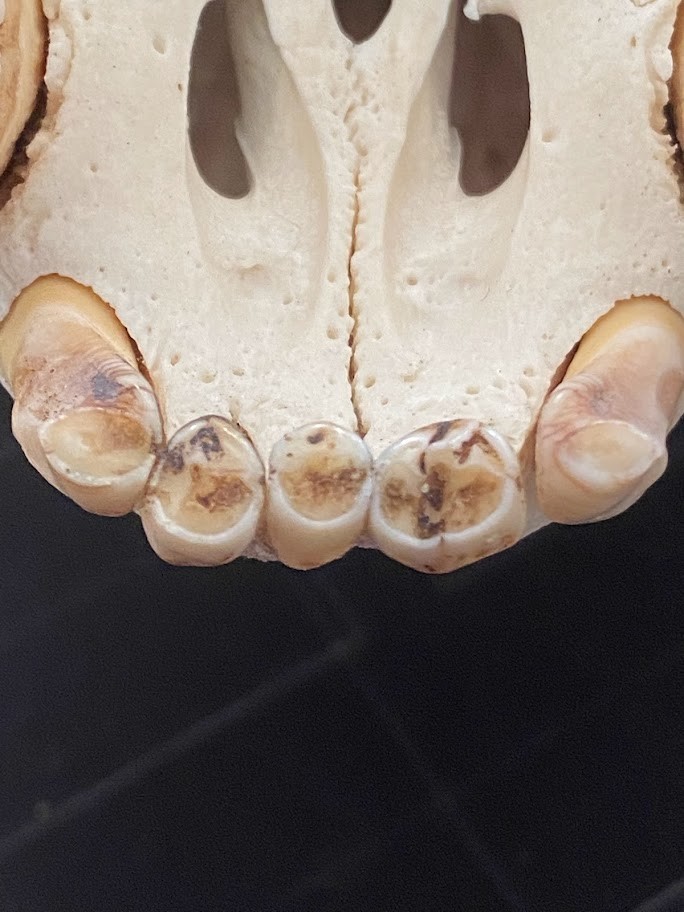 f:id:Naturalhistory:20220213160256j:plain