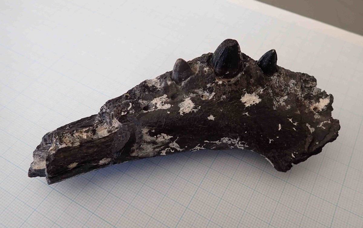 f:id:Naturalhistory:20220226105821j:plain