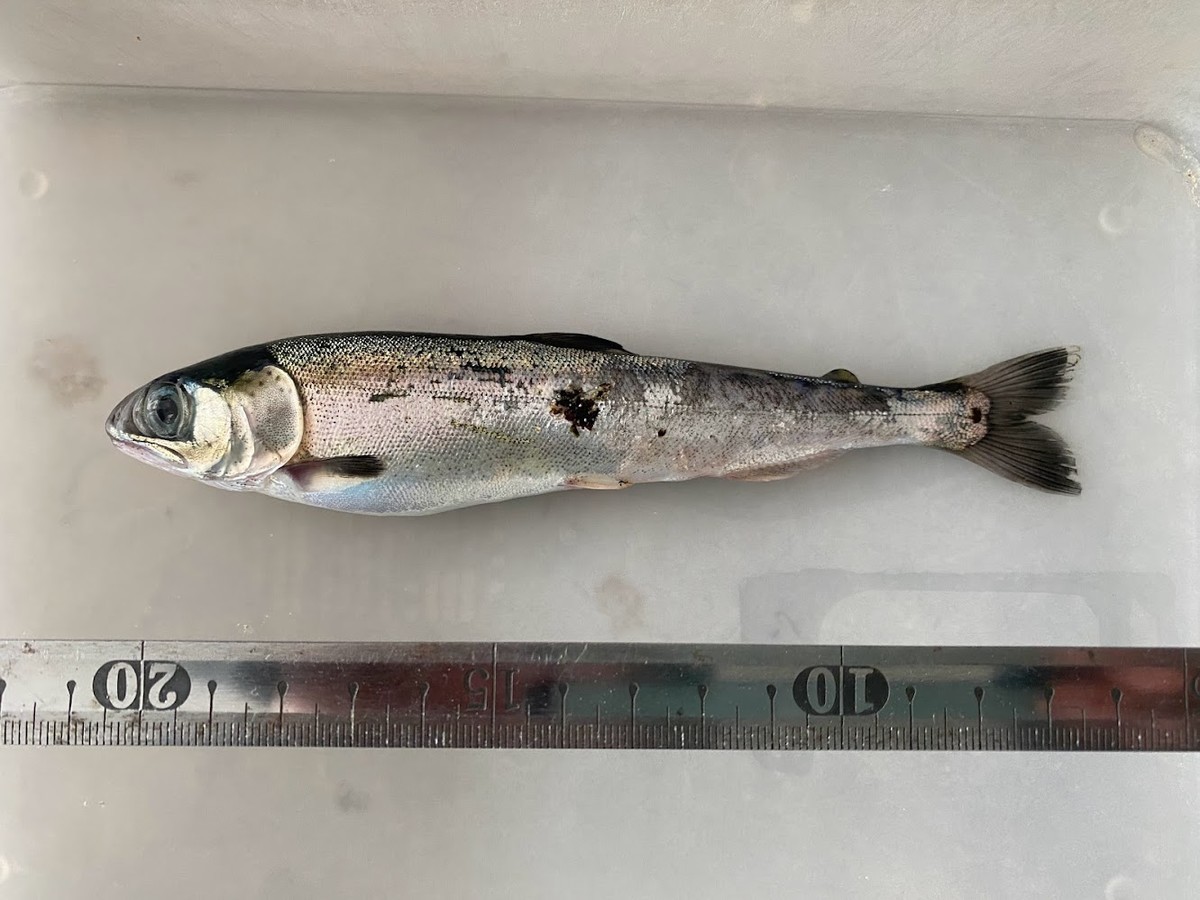 f:id:Naturalhistory:20220227154116j:plain