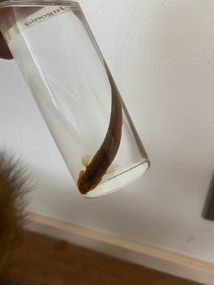 f:id:Naturalhistory:20220227154414j:plain