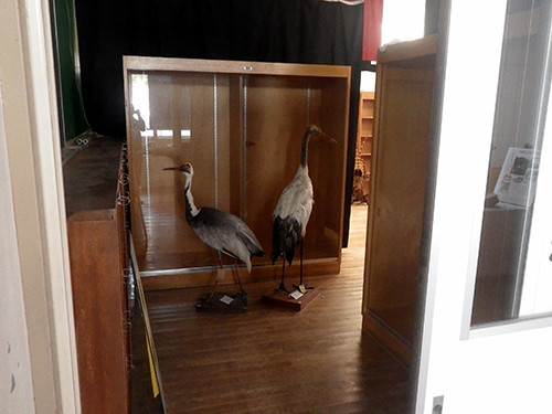 f:id:Naturalhistory:20220305120904j:plain