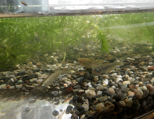 f:id:Naturalhistory:20220305122340j:plain
