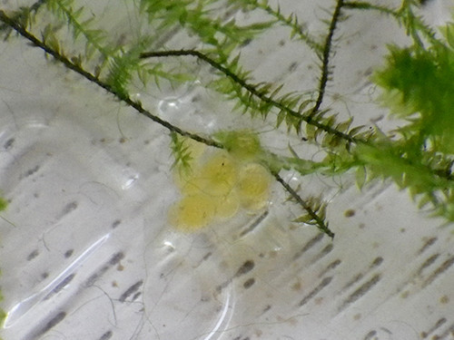 f:id:Naturalhistory:20220305154738j:plain