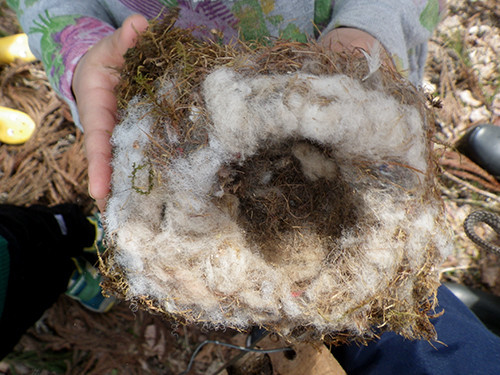 f:id:Naturalhistory:20220313113814j:plain