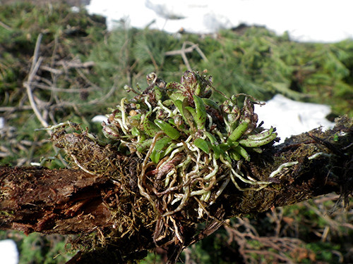 f:id:Naturalhistory:20220324150516j:plain